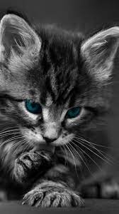 17 Most Popular Long Haired Cat Breeds Around The World Cute Cat Gif Cats Cute Cats