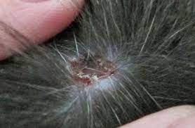 Symptoms include intense itching (itch causes your cat to over groom or chew the fur), redness, scaly patches, and hair loss. Scabs On Cats Causes Poc