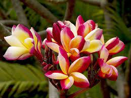 Plumeria Plumeria Flowers Flower Pots Flowers