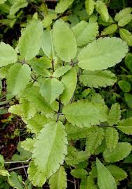 Kalanchoe Pinnata Herbal Plants Medicinal Plants Healing Plants