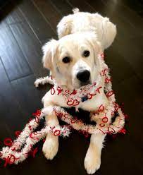 oyuncu sirin kopek golden retriever golden retriever yavrulari retriever