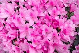 Azalea Flowers The Background Of Pink Azalea Flowers Scientific Name Rhododen Affiliate Background Pink Azalea Azalea Flower Pink Azaleas Azaleas
