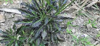 Image result for Gynura pseudochina