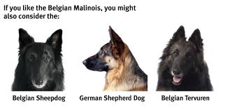Dog family photo (2 gsds and a belgian malinois). The Belgian Malinois Modern Dog Magazine