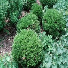 Image result for Buxus acutata
