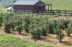 The Raised Row Garden Method Step By Step Old World Garden Farms Row Gardening Farm Gardens Garden Soil