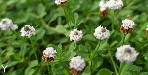 Image result for Lippia