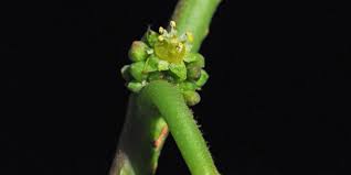 Image result for Bridelia micrantha