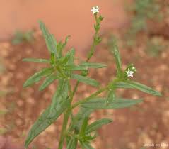 Image result for Heliotropium zeylanicum