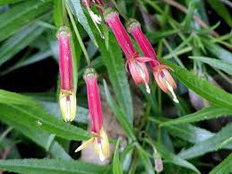 Image result for Lobelia blantyrensis