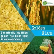 Opponents of this strategy, including greenpeace, argue that golden rice and other genetically modified (gm) crops do not eliminate the true problem of poverty in the developing world. Alliance For Agri Innovation On Twitter Genetically Modified Golden Rice Has High Content Of Beta Carotene Which Helps To Overcome Vitamin A Deficiency Every Year 5 00 000 Cases Of Blindness 2