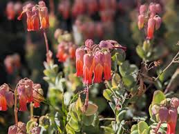 Image result for Kalanchoe