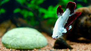 Check out our betta fish dragon selection for the very best in unique or custom, handmade pieces from our shops. A Day In The Life Of A Betta Fish Red Dragon Halfmoon Plakat Full Mask Youtube