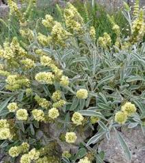 Sideritis Syriaca Griechischer Bergtee Garten Pflanzen Pflanzen Heilpflanzen