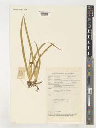 Image result for Rhabdophyllum welwitschii