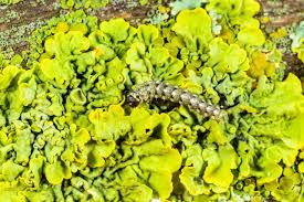 Image result for Cryphia algae