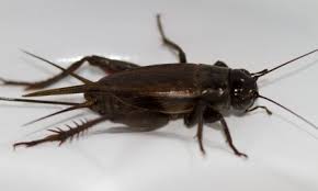 It provides wireless services to 10 million subscribers in the. Black Field Cricket Cesar Australia