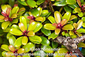 Image result for Myrsinaceae