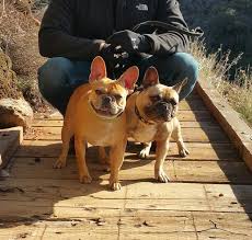 Ask the breeder about the health of his dogs and the care he provides when it comes to his blue french bulldog puppies for sale. French Bulldog Puppies For Sale Under 1000 In Nc 2021 At En Mdg Sdg3d Undp Org