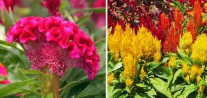 Image result for Celosia