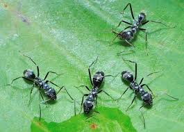 Image result for Anthericopsis