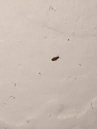 Small brown bugs in bedroom. Identifying Tiny Brown Bugs Thriftyfun