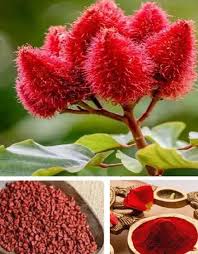 Image result for Bixa orellana