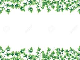 37,000+ vectors, stock photos & psd files. Green Parsley Leaves At The Borders Of The Illustration On The Stock Photo Picture And Royalty Free Image Image 97952410