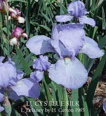 New Zealand Intermediate Bearded Iris Lucy S Blue Silk Heritage Irises Bearded Iris Iris Flowers