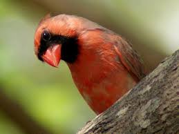 Birds Of Southeast Texas Pin On Cardinals In Spring And Summer