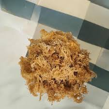 Premium Dry Sea Moss Gracilaria From Jamaica