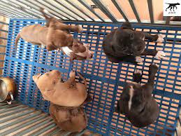 Nạn nhân bị chấn thương nặng, máu chảy rất nhiều và tử vong tại chỗ. Báº£ng Gia Cho Pitbull Mua Ban Cho Pitbull Táº¡i Ha Ná»™i Tphcm