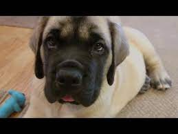 There are 6 boys and 2 girls. English Mastiff Puppy Play 9 Weeks Rambo Youtube