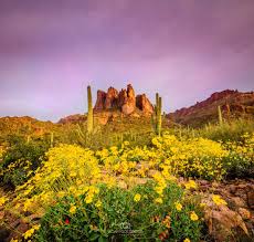 3.5 billion years of plant history are now on view at the smith college botanical garden! Adam Goldberg Ar Twitter Beautiful Desert Sunrise With Flowers In Bloom Doesn T Get Much Better Tiffentweets Teamcanon Landscape Desert Flowers Landscapephotography Sunrise Cactus Arizona Arizonatourism Photooftheday Https T Co