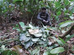 Image result for Sarcophrynium schweinfurthianum