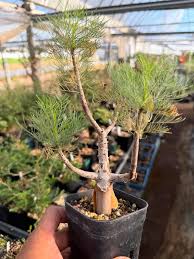Image result for Euphorbia fanshawei