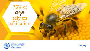 Not only will they benefit your garden; Fao On Twitter Bees And Other Pollinators Are Vital To Life On Our How We Can Help To Protect Them Grow Flowering Plants Stop Using Insecticides In Your Garden