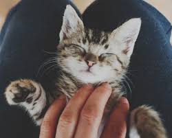 Die katzenaugen sind ein sehr spannend anzusehender teil von katzen und haben gleichzeitig eine sehr tragende funktion. Katzenbabys In Den Ersten 72 Wochen Verhalten Ernahrung Pflege Von Babykatzen
