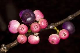 Image result for Memecylon myrianthum