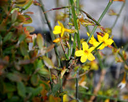 Image result for Jasminum schimperi