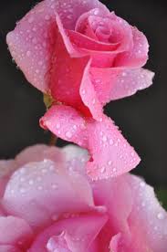 Beautiful Flowers In The World The 20 Most Beautiful Flowers In The World Beautiful Flowers Beautiful Pink Roses Beautiful Roses
