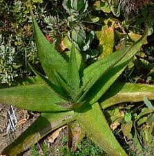 Image result for Aloe bicomitum