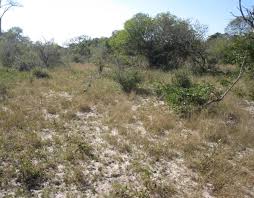 Image result for Schlechterina mitostemmatoides