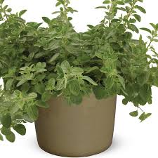 Image result for Origanum