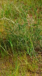 Image result for Schmidtia kalahariensis