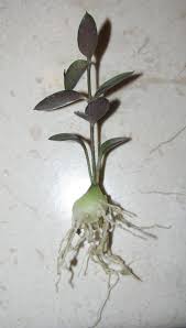 Image result for Ceropegia rendallii
