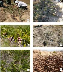 Image result for Cryptosepalum exfoliatum