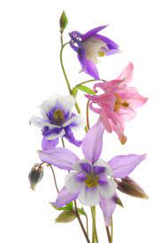Interesting Facts About Columbine Flowers