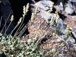 Image result for Hippocratea parvifolia