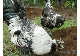 Check spelling or type a new query. Prodazha Pavlovskie Kury Serebro